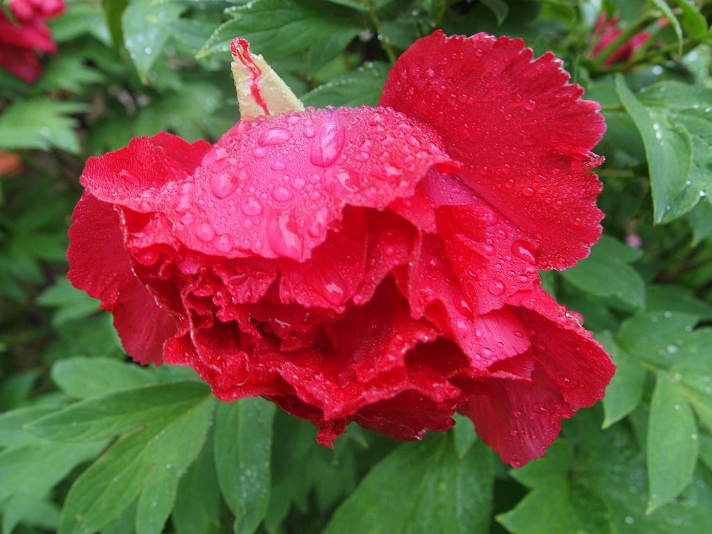 peony16b (6)